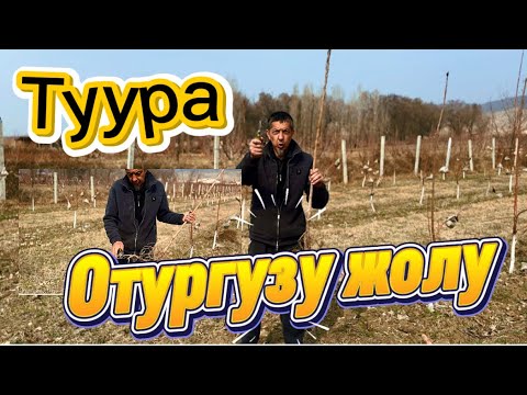 Видео: Туура отургузу жолу🤗