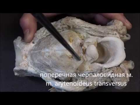 Видео: полость гортани, мышцы гортани, строение гортани (оболочки)