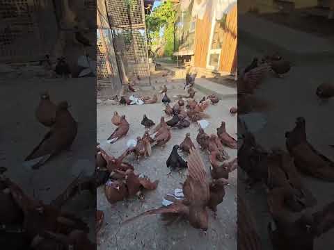 Видео: неспрацювало , як у вас це працювало раніше ?