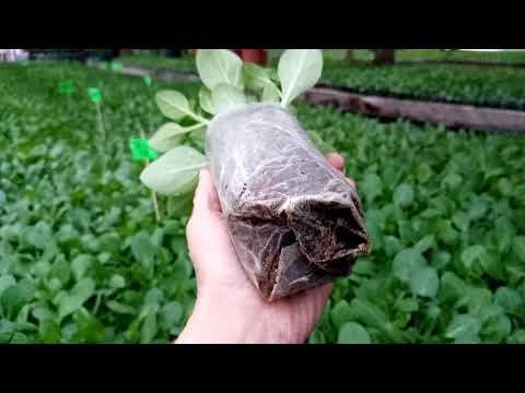 Видео: Петуния. Завтра переезд в холодную теплицу