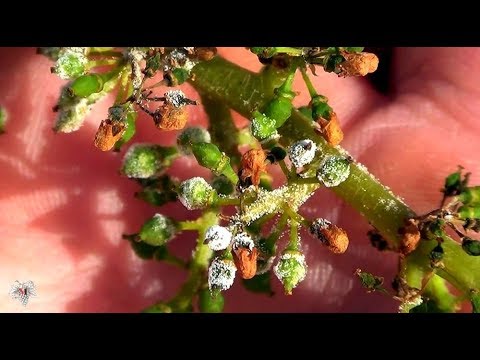 Видео: Внимание МИЛДЬЮ! Болезни ВИНОГРАДА