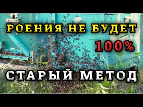 Видео: Забытый противороевой метод. Причины роения пчелосемей на пасеке .Как избежать роения пчел