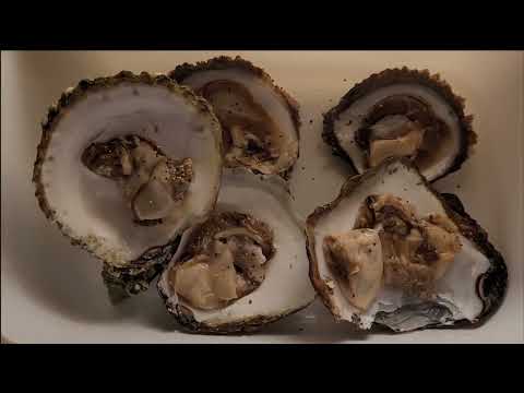 Видео: НОРВЕГИЯ. ЛОВЛЯ ДИКИХ УСТРИЦ. ПРОСТО ФАНТАСТИКА