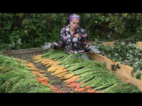 Видео: Морковь: как правильно убирать и хранить