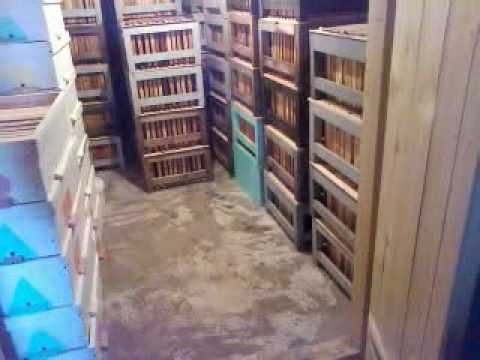 Видео: сотохранилище