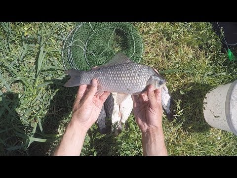 Видео: Ловля карася на закидушку, рыбалка на Кубани в Мае