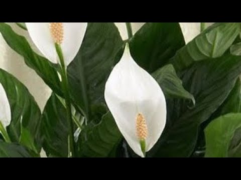 Видео: Спатифиллум ,🌿🌿аял бактысы гулу, кычкыл сууну жактырат