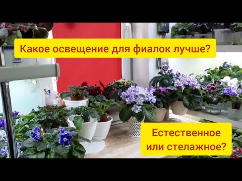 Видео: Рассказываю "+" и "-" каждого освещения! И как из-за естественного освещения фиалка может спортить!