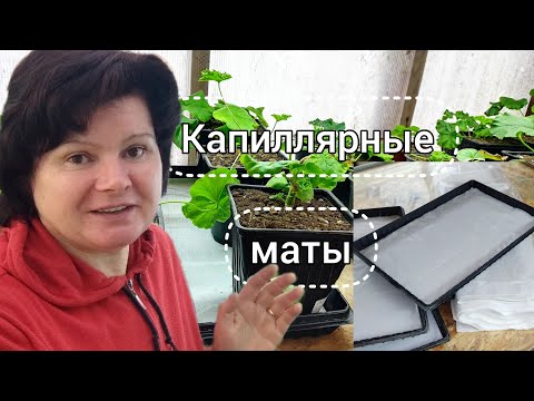 Видео: Пеларгонии на матах🤬! А мне понравилось 😂!