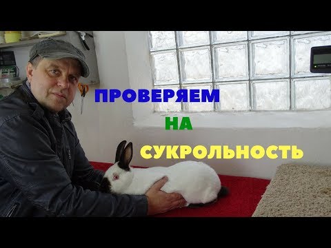 Видео: Как проверить крольчиху на беременность (сукрольность) с помощью пальпации