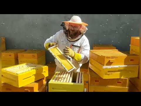 Видео: Используем остаточный взяток с умом. Отстройка вощины. Когда это лучше делать.