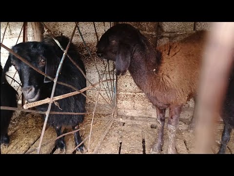 Видео: Қойдың іші өткен кезде не ыстесек болады
