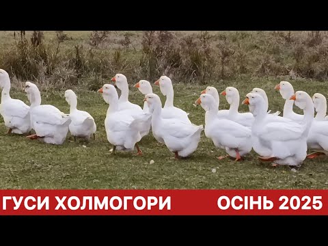 Видео: ХОЛМОГОРСЬКІ ГУСИ - МОЛОДЬ 2025