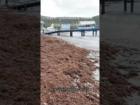 Видео: Пляж после шторма , очень много водорослей #море #кабардинка #юг