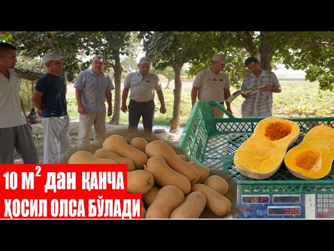 Видео: Сурхондарё шароитида такрорий экин сифатида экилган Плуто F1 қанча ҳосил беради?