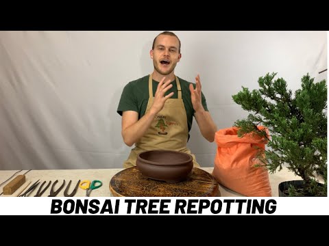 Видео: Учебное пособие по пересадке дерева бонсай (The Bonsai Supply)
