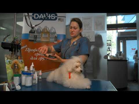 Видео: Видео уроки, пудель