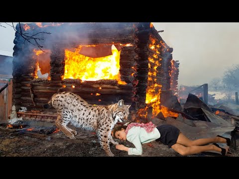 Видео: Пожарный стоял в полном шоке, видя как рысь тащит девушку из пожара