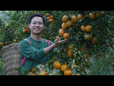 Видео: Соберите самые большие и вкусные апельсины сезона, продайте их на рынке. строительство нового дома