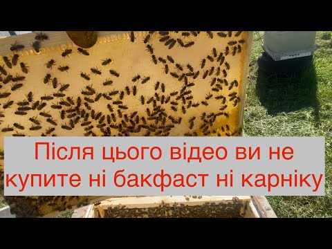 Видео: Вся правда про бакфаст та карніку