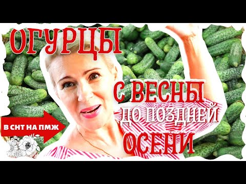 Видео: ОГУРЦЫ ОПЫТ УРОЖАЯ 2021 год | ЧТО ВЫРОСЛО? | Посадка, уход, результат