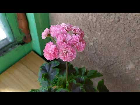 Видео: Odensjö Made in Sweden, цветет милая шведка