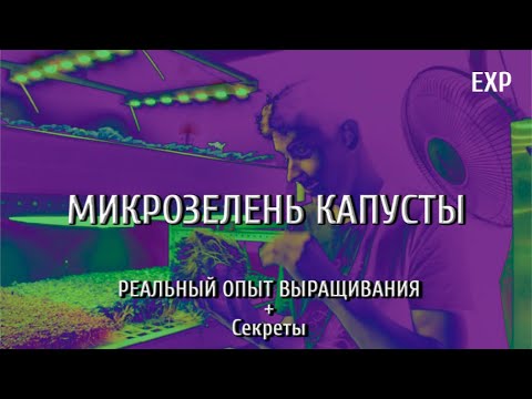 Видео: МИКРОЗЕЛЕНЬ КАПУСТЫ / ПОСАДКА И ВЫРАЩИВАНИЕ / РЕАЛЬНЫЙ ОПЫТ