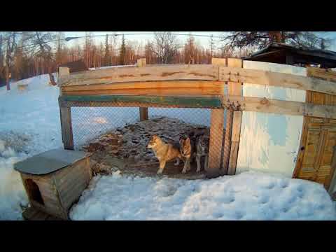 Видео: Знакомство с лайками питомника, проверка наста мотособакой