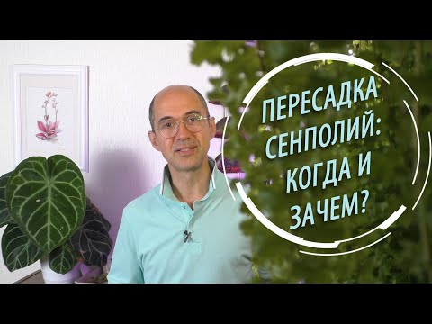 Видео: Пересадка сенполий: когда и зачем?