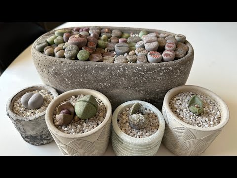 Видео: Литопс/ Lithops. Как выглядят мои живые камни в процессе линьки. 25.01.2024.