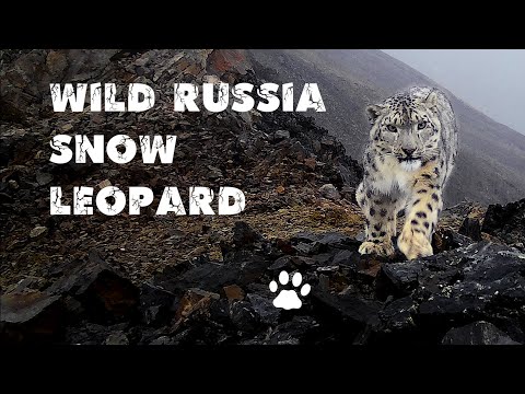 Видео: Экспедиция по следам снежного барса. Горный Алтай. Горные козлы. Кот манул. Алтайские горные бараны.