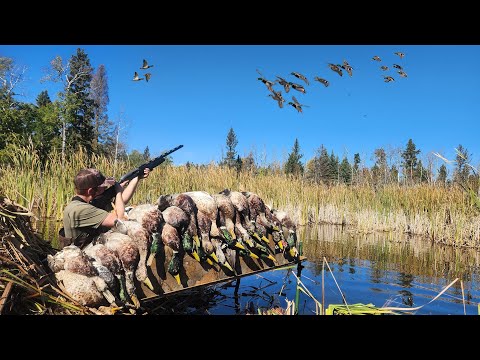 Видео: ОХОТА НА УТОК. Крошечный пруд с бобрами (ограниченный тираж). Огромные волны уток.