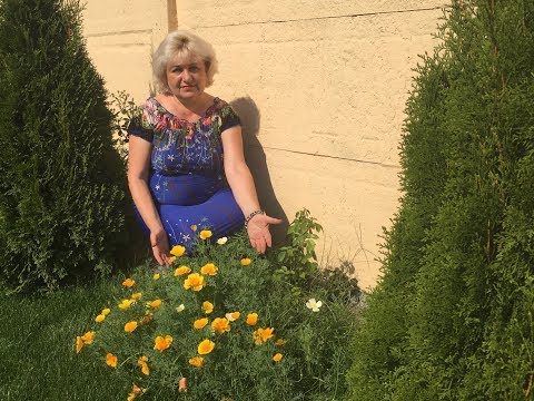 Видео: Эшольция - солнечный мак . Особенности . Выращивание .