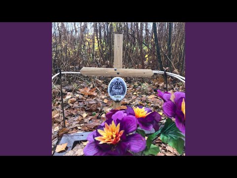 Видео: Псибой