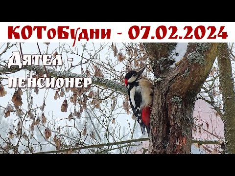 Видео: Пенсионеры: Дятел и Муся - о нашей жизни или КОТоБудни от 07.02.2024г.  |   Life in Russia Online