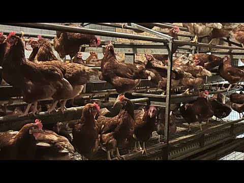 Видео: Ферма в Германии.Жерди,Насесты,Пухопероед.