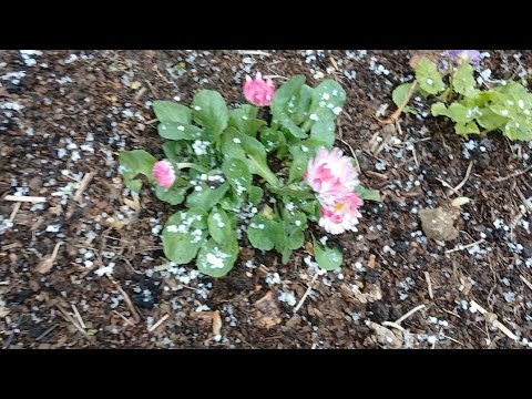 Видео: Рассадила молодняк.Валит снег.