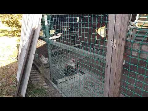 Видео: Наш дом. Станица Старощербиновская