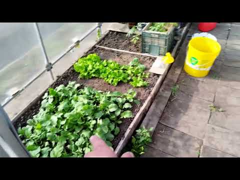 Видео: 11 мая 2025 г.