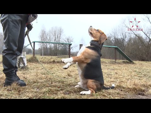 Видео: Закон "Об ответственном обращении с животными". Правила выгула собак (22.01.2025)