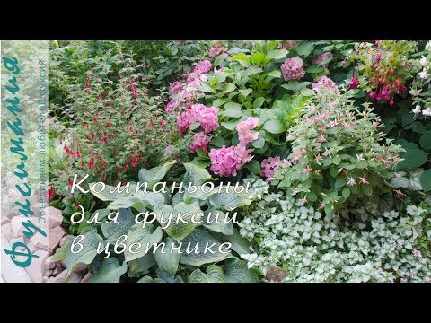 Видео: Компаньоны для фуксий в цветнике