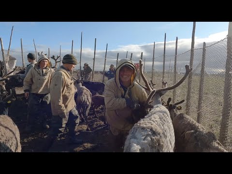 Видео: Будни оленеводов. Как вернуть сбежавших оленей | Тут султам
