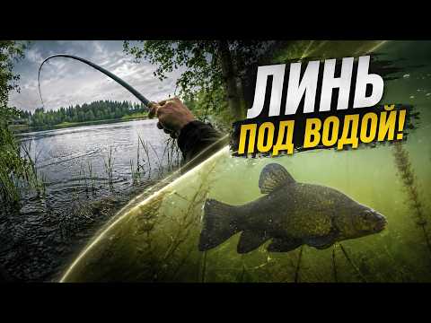 Видео: ТРОФЕЙНЫЙ ЛИНЬ НА ПОПЛАВОК!! ЧТО СНЯЛА КАМЕРА НА ДНЕ?!?!