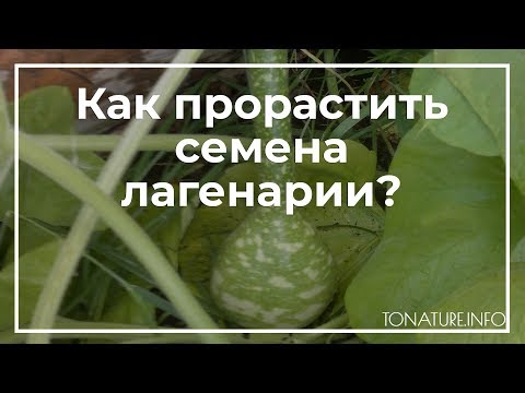 Видео: Как прорастить семена лагенарии? | toNature.Info