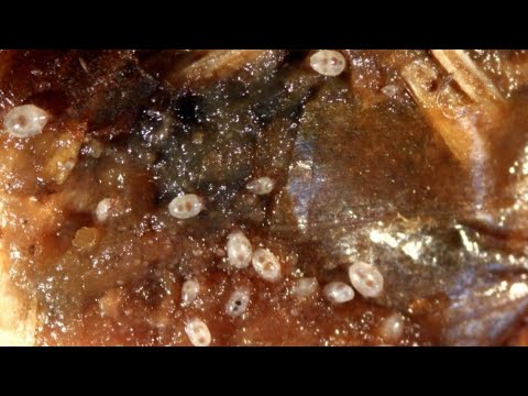 Видео: Корневой клещ! Не паразит, а санитар! И страшная история в конце 😝