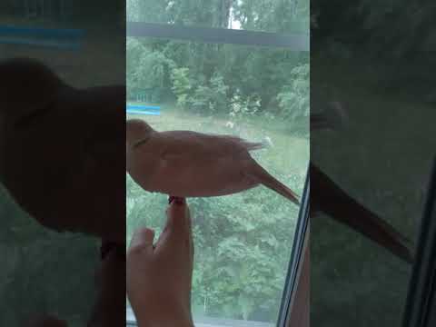 Видео: Смеющаяся горлица