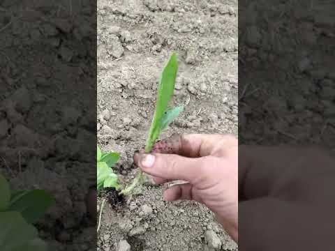 Видео: Подсадка растишек табака
