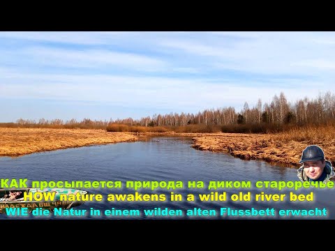 Видео: КАК просыпается природа на диком староречье. О путешествиях, увлечениях и рыбалке.