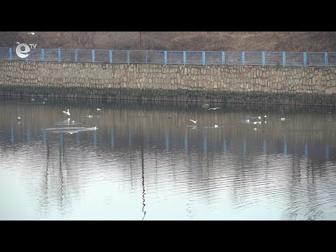 Видео: Риболовни сдружения в Кърджали алармират, че корморани унищожават рибата в язовирите