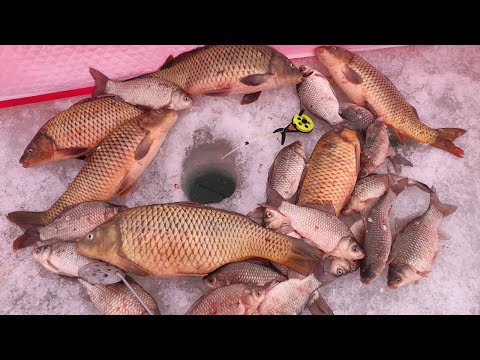 Видео: САЗАНЫ ЛУПЯТ НА МОРМЫШКУ вместо карасей!!!! Зимняя рыбалка как в раю